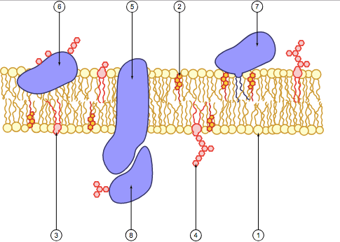 Numbered schematic diagram of cell membrane