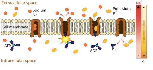 Diagram of sodium-potassium pump.