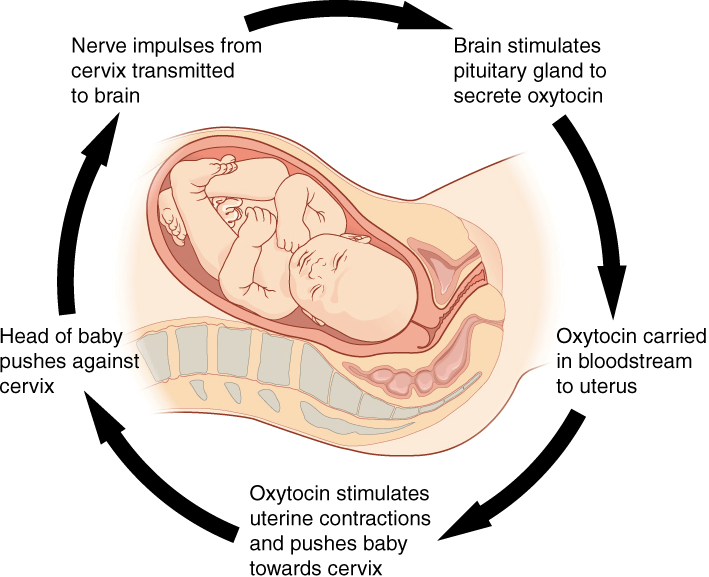 Diagram showing how signals are exchanged during a baby's birth.