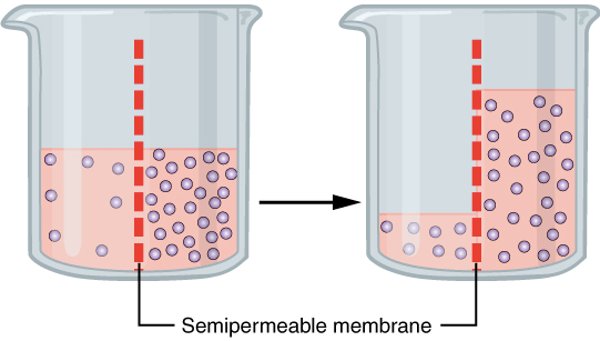 Movement of water across a semipermeable membrane