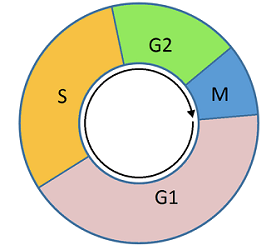 The cell cycle diagram