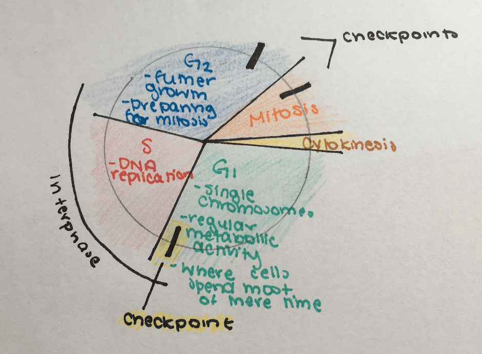 G1: single chromes, regular metabolic activity, where the cell spends most if its time
S: DNA replication
G2: further growth, preparing for mitosis