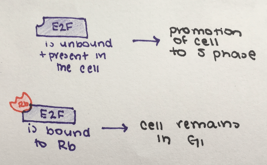 Unbound E2F promotes the cell into S phase. When Rb binds to E2F, the cell remains in G1
