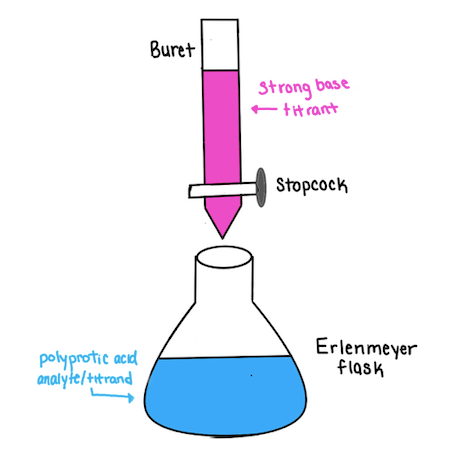 Conventional setup of a laboratory titration of a weak polyprotic acid and a strong base. The base is contained within a buret fitted with a stopcock, suspended above an Erlenmeyer flask that contains the polyprotic acid analyte
