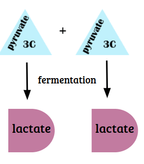 two pyruvate through fermentation converted to two lactate