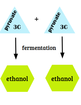 two pyruvate through fermentation converted to two ethanol