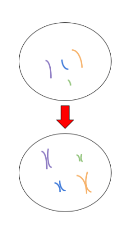 starting cell: larger cell with 4 separate chromosomes --> ending cell: larger cell with 4 pairs of chromosomes (8 chromatids)