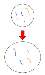 starting cell: small cell with four separate chromosomes --> ending cell: larger cell with four separate chromosomes