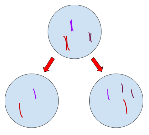 mitosis- parent cell with three chromosomal pairs splits to two daughter cells: one with 2 chromosomes, the other with 4 chromosomes