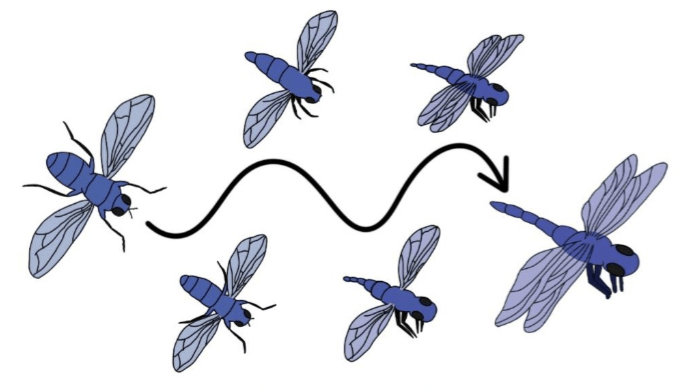 This is an illustration of an insect gradually evolving into another insect.