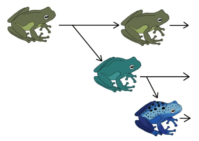 This cartoon image is showing a frog species staying the same for period of time, then rapidly speciating short steps. 