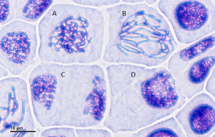 A shows a cell with a clumped up nucleus, b shows a cell with a dividing nucleus, c shows a cell with two nuclei on opposite sides, and d shows a cell with a single nucleus. 