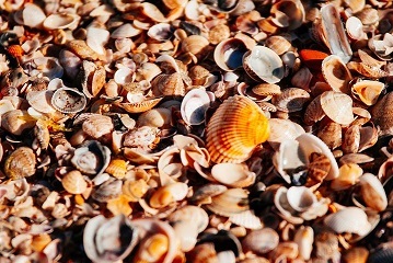 seashells