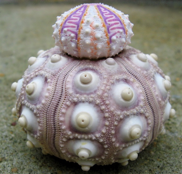 A multicellular organism called a seabee. It looks like a bizarre, purple snowman.