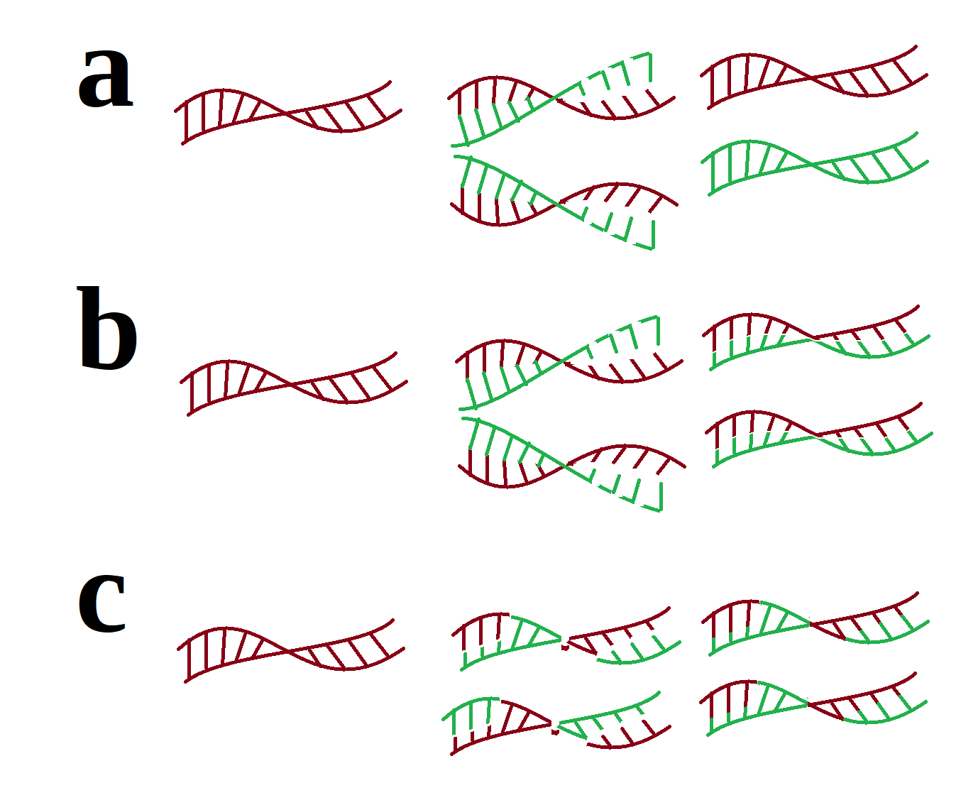 The image displays three categories A, B, and C. A has one DNA molecule splitting, replicating, and creating one entirely new double stranded molecule and retaining one old double stranded molecule. B has one DNA molecule splitting, replicating, and creating two double stranded molecules consisting of one old and one new strand. C has one DNA molecule splitting into small segments, randomly replicating, and then reassembling into two new DNA molecules.