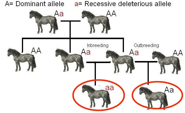A pedigree diagram. The circled ponies have genotypes lowercase a lowercase a and uppercase A lowercase a.