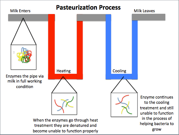 Milk enters the pasteurization process with working enzymes. It is heated until the enzymes are denatured and can no longer function properly. The milk is then cooled but the enzymes are still denatured. The milk is then pumped out.