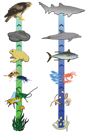 Two sets of food chains. The first set is needed for the following question and has plants, then bees and grasshoppers, then wasps and beetles, then a toad, then a snake, and lastly a hawk.