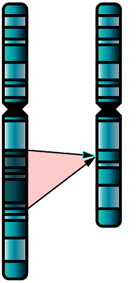 A piece of a chromosome is removed.