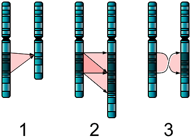 i shows a piece of a chromosome being taken out. 2 shows a piece of chromosome being doubled. 3 shows a piece of chromosome being flipped around.