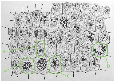 A picture of cells at various stages of the cell cycle.