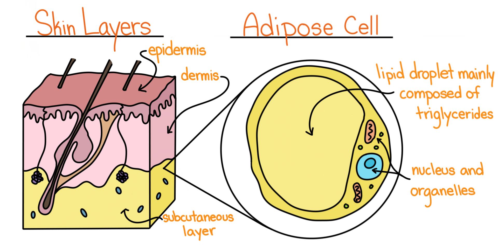 A diagram showing the skin layers and where adipose cells, filled with lipids are found.