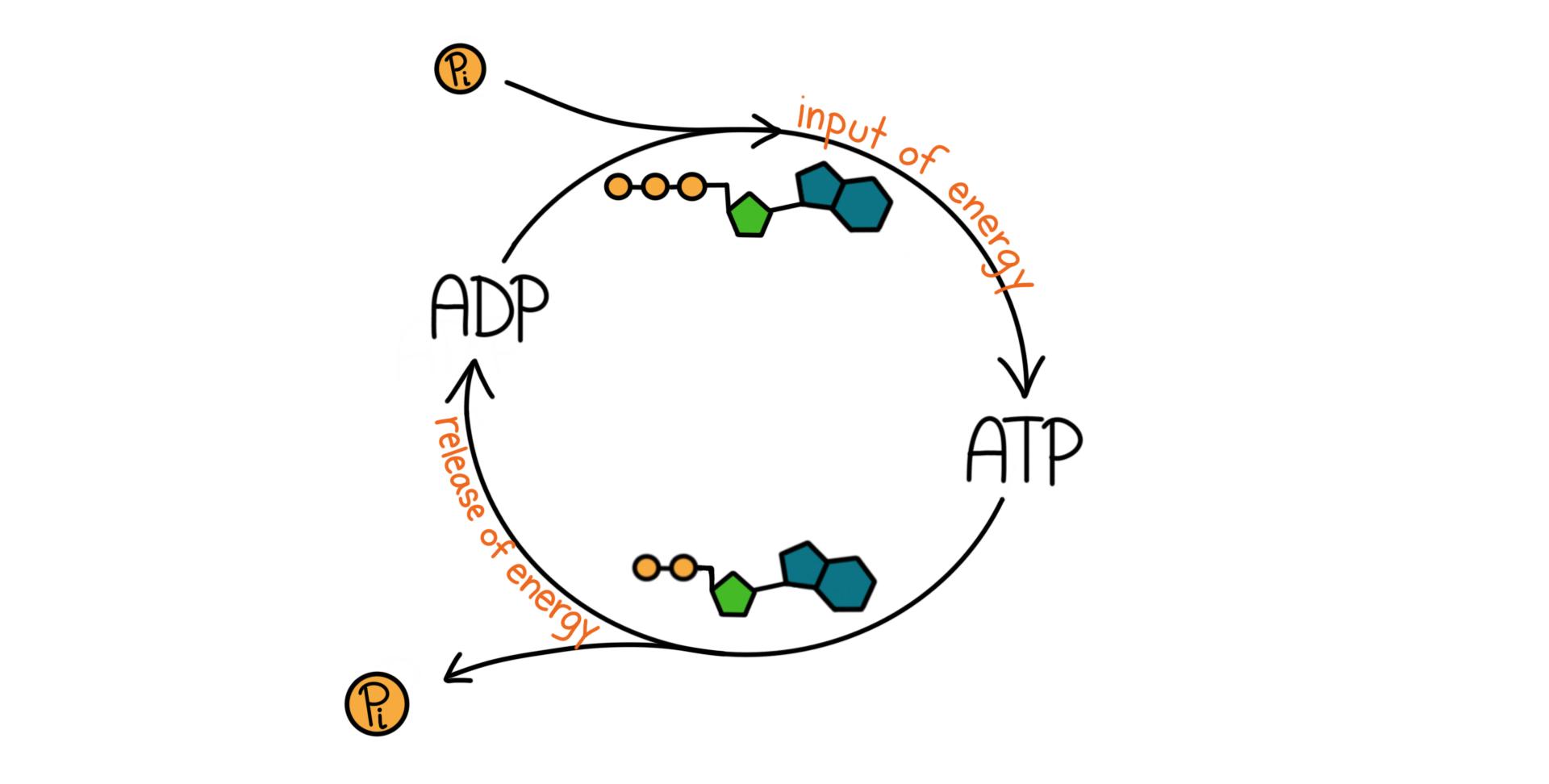 diagram of the ATP and ADP cycle
