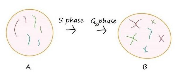 A cell labeled A has 6 chromosomes. It goes through the S phase and G 2 phase. The result is a cell labeled B, which contains 11 chromosomes.