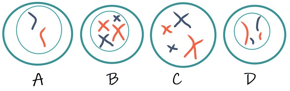 Diagram A shows a cell with an orange chromosome and a blue chromosome, each having 1 chromatid. Diagram B shows 2 blue chromosomes and 2 orange chromosomes , each having 2 chromatids. Diagram C has 2 blue chromosomes and 2 orange chromosomes, each having 2 chromatids. The nuclear envelope is not present. Diagram D has 2 orange chromosomes and 2 blue chromosomes, each having 1 chromatid.