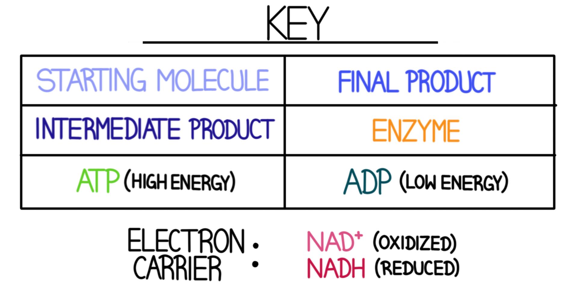 This is a key which goes with the diagram below it.