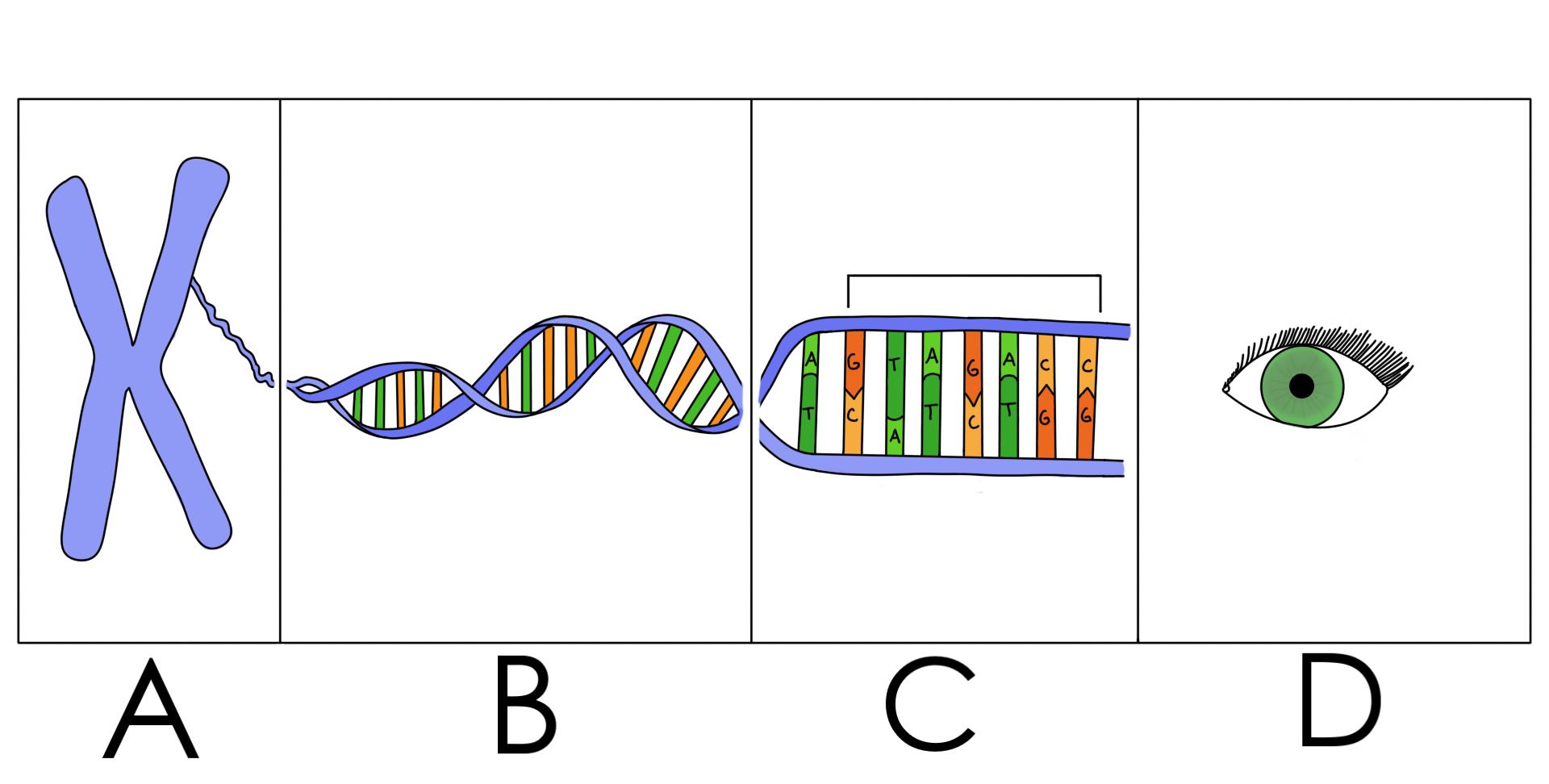 Letter A shows a chromosome. Letter B shows a segment of a DNA helix. Letter C shows a segment of base pairs in a segment of DNA. Letter D shows a green eye.