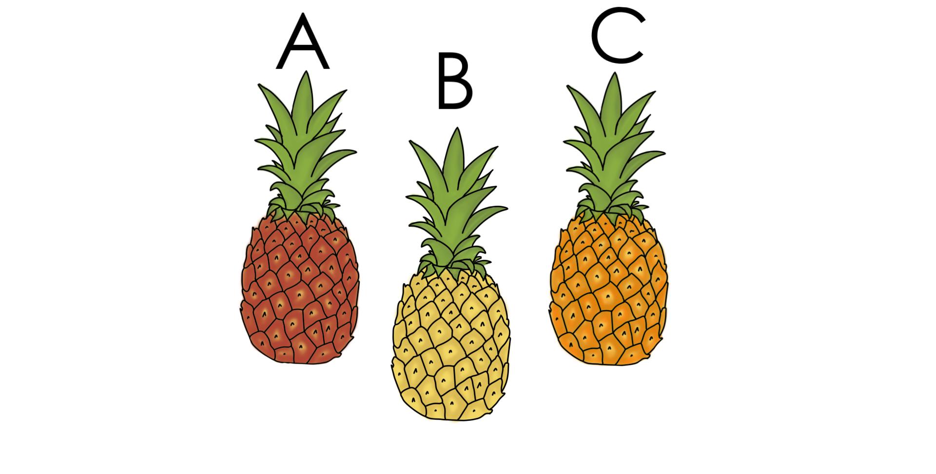 A is a red pineapple. B is a yellow pineapple. C is an orange pineapple.