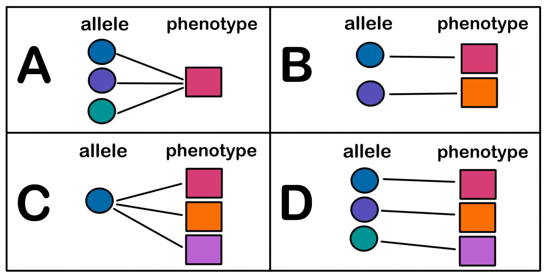 Choice A has 3 different alleles which all contribute to 1 phenotype. Choice B has 2 alleles, and each allele contributes to 1 of 2 phenotypes. Choice C has 1 allele which contributes to 3 different phenotypes. Choice D has 3 alleles, and each allele contributes to 1 of 3 phenotypes.