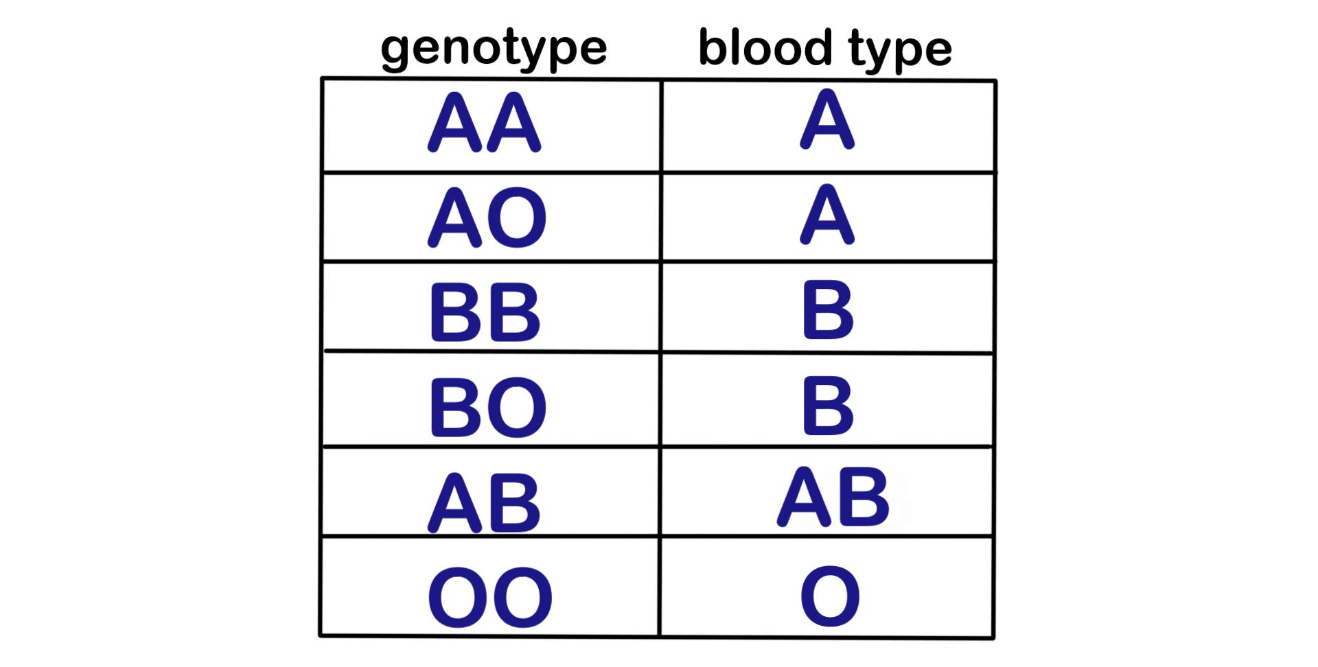 Genotype AA results in blood type A. AO results in blood type A. BB results in type B. BO results in type B. AB results in type AB. OO results in type O.