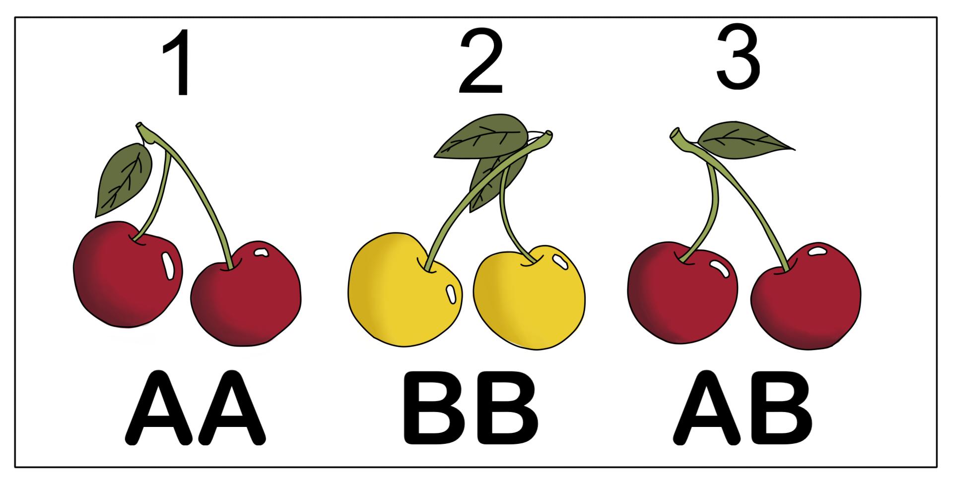 In this diagram alleles A and B code for cherry color. The first cherries have the genotype AA and are red. The second cherries have the genotype BB and are yellow. The third cherries have the genotype AB and are red.