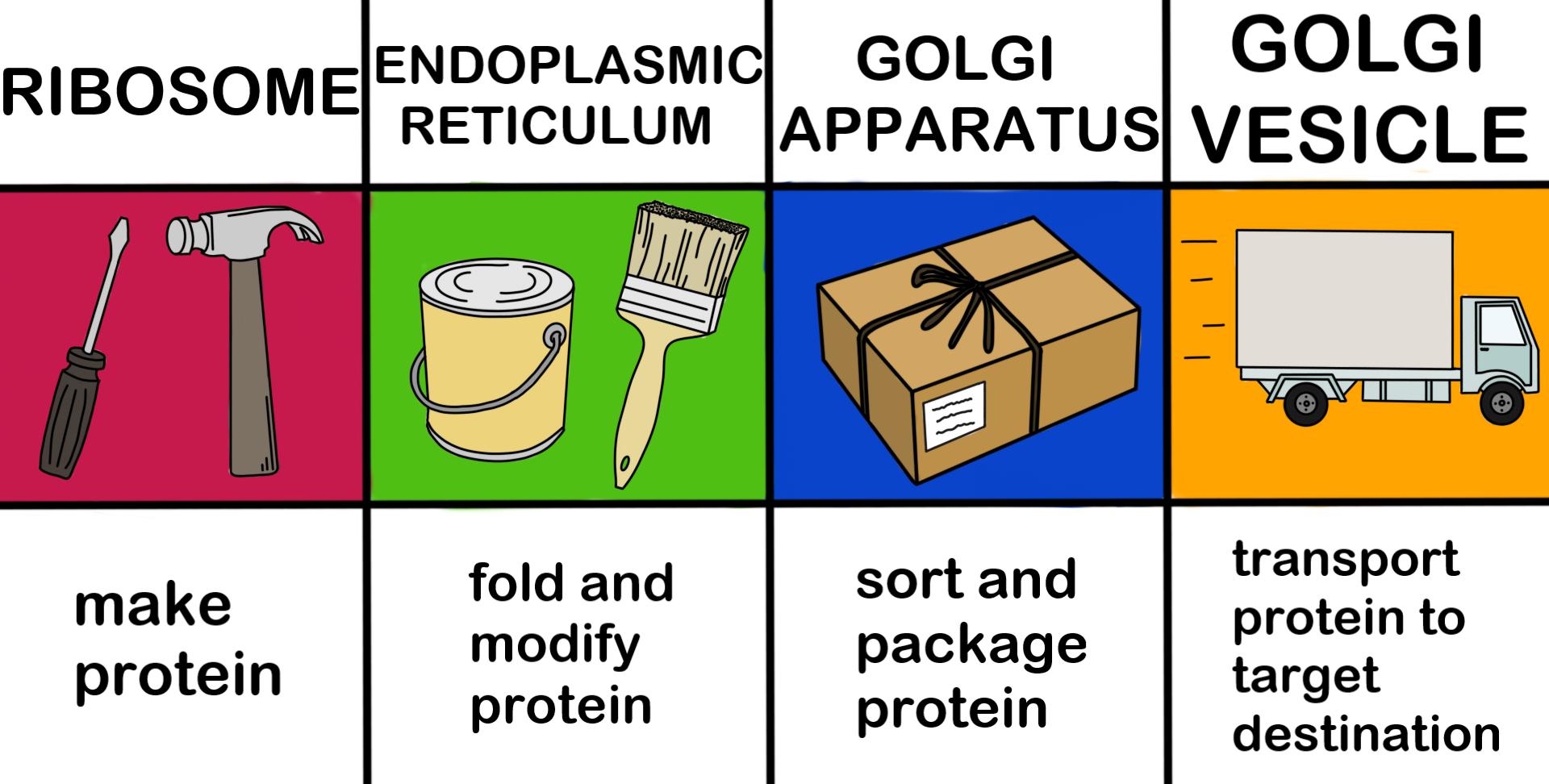 Golgi Apparatus Role In Protein Synthesis