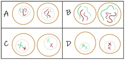 Four diagrams of possible daughter cells. Diagram A shows cells with 4 chromosomes, 1 chromatid each. Diagram B shows cells with 4 uncoiled DNA molecules, no nuclear envelope. Diagram C show cells with 2 chromosomes, 2 chromatids each. Diagram C shows cells with 2 chromosomes, 2 chromatids each.