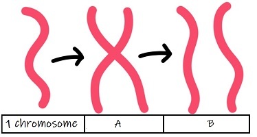 A picture showing one molecule of DNA labeled "1 chromosome". There is an arrow from this structure to one which has 2 molecules of DNA connected in the middle. It is labeled A. There is an arrow from this structure to 2 DNA molecules not connected. This is labeled B.