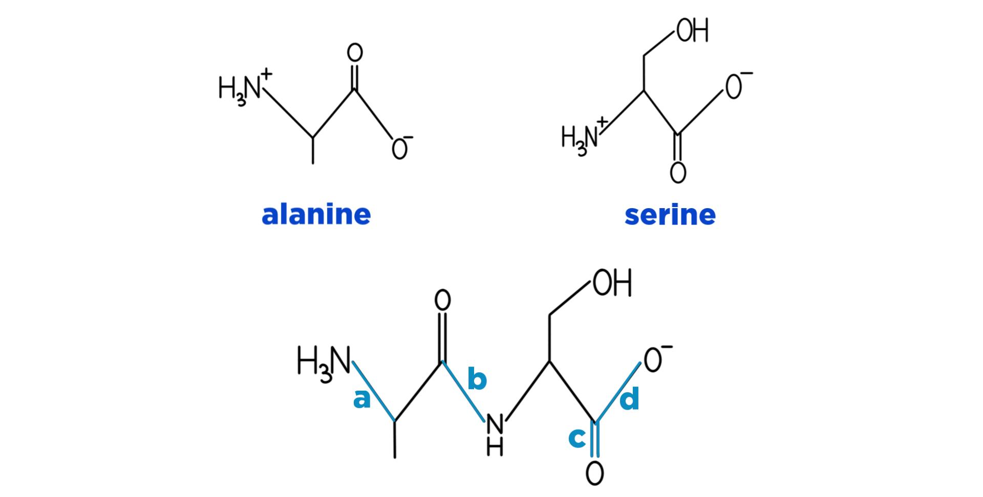 A diagram of alanine and serine and what it looks like when they form a bond together.