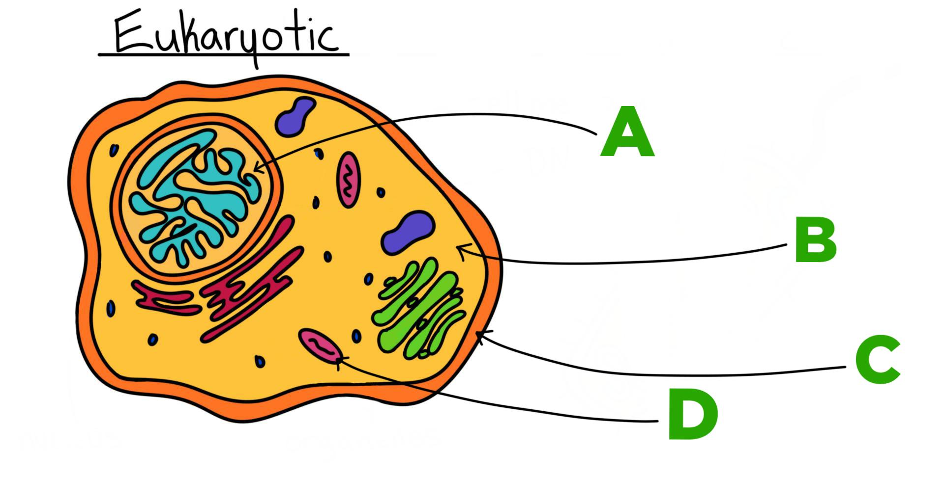 A diagram of a cell.