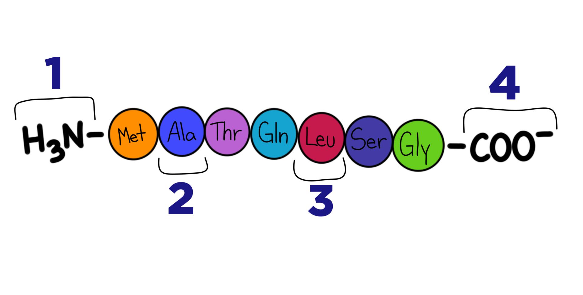 A polypeptide chain. 1 points to NH3. 2 points to Ala. 3 points to Leu. 4 points to COO-.