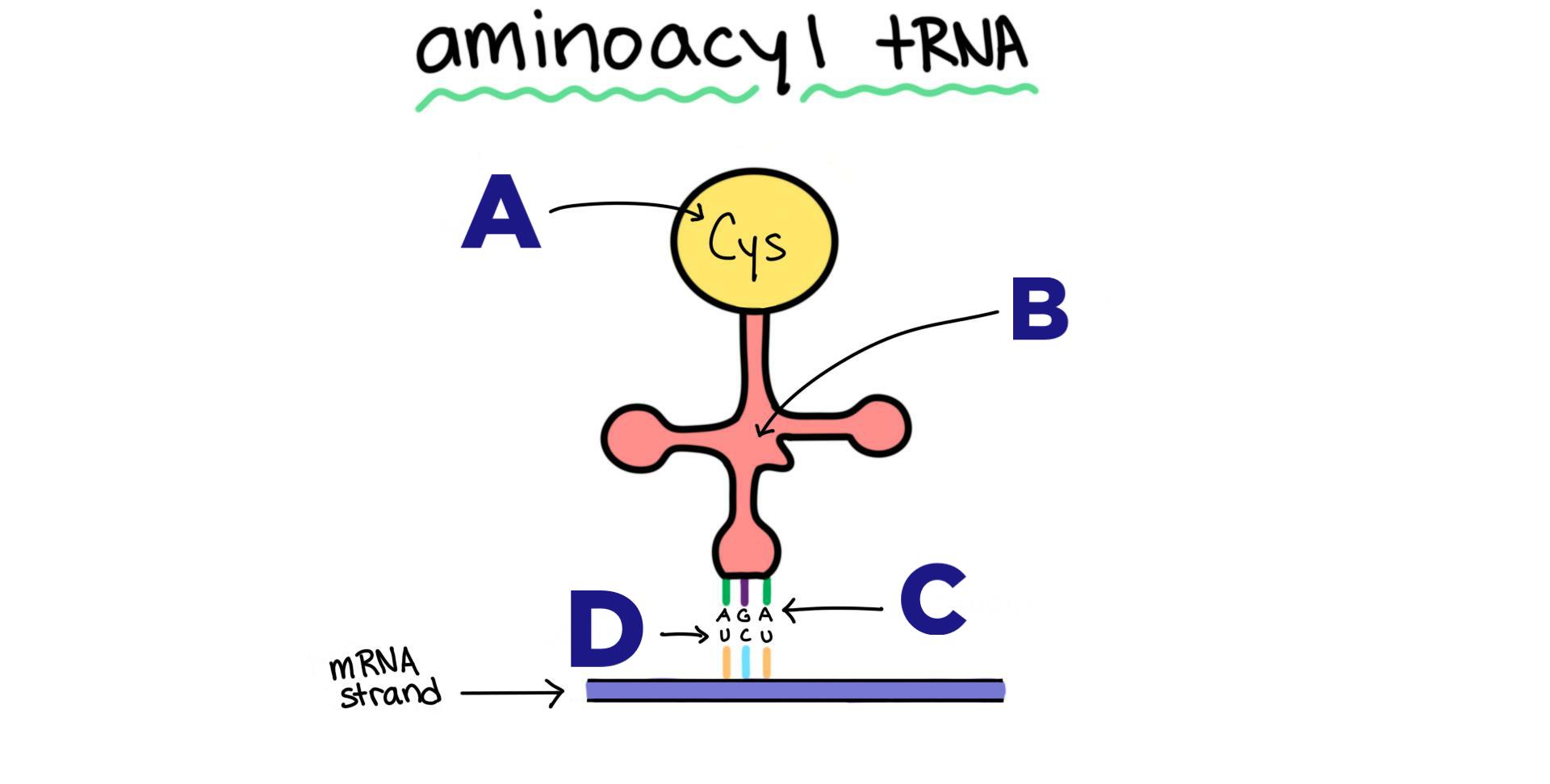 An aminoacyl tRNA diagram. A diagram of the aminoacyl tRNA. A points to the part of the molecule labeled Cys. B points to the center of the tRNA. C points to the 3 nucleotides coming off of the tRNA. D points to the 3 nucleotides on the mRNA strand.
