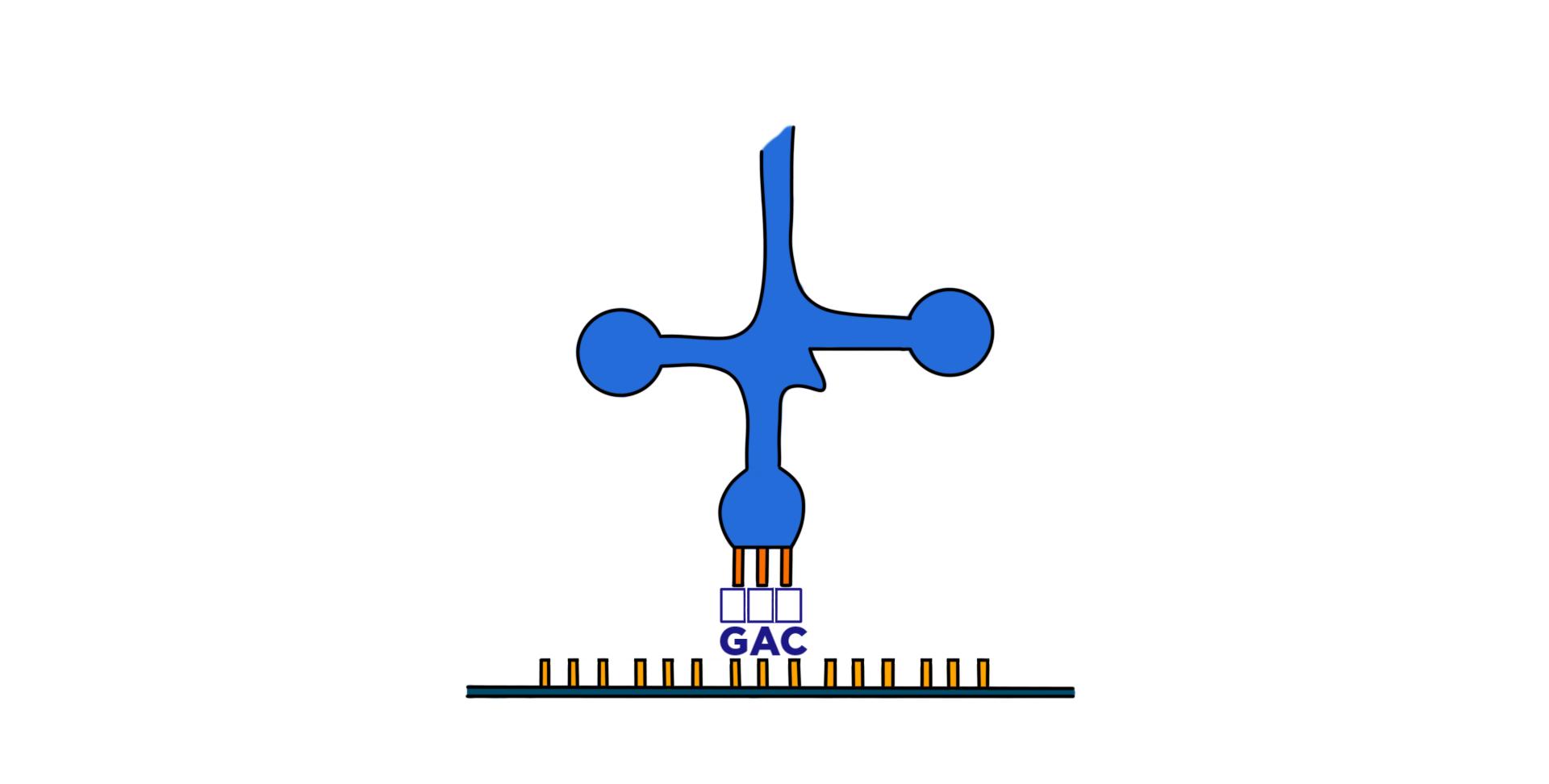 A tRNA molecule attaching to an mRNA codon GAC.