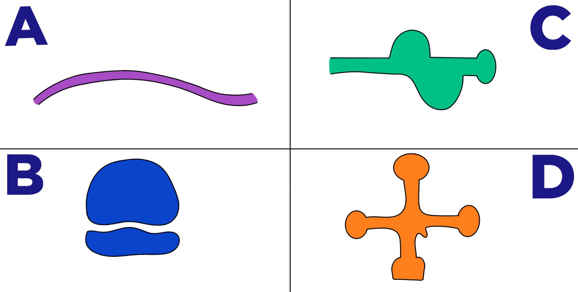 A shows a strand. B shows two blobs. C shows a strand with 3 blobs coming off of it. D shows a clover-like shape.