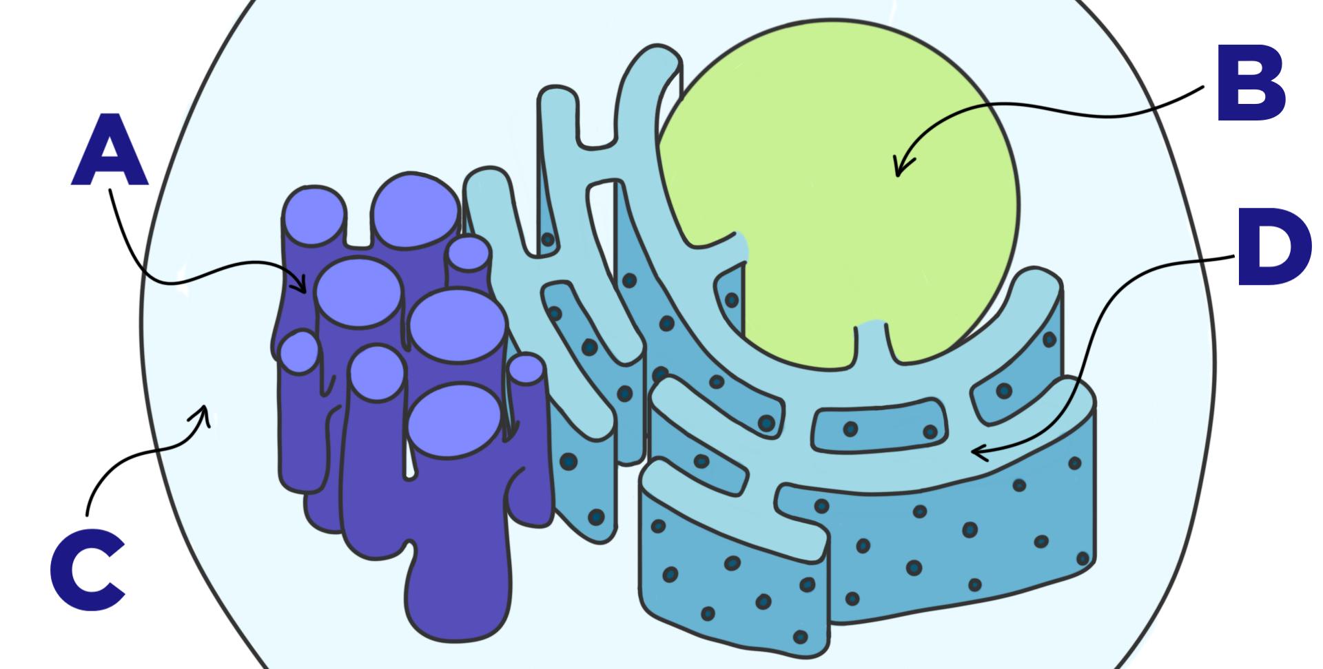A cell diagram.