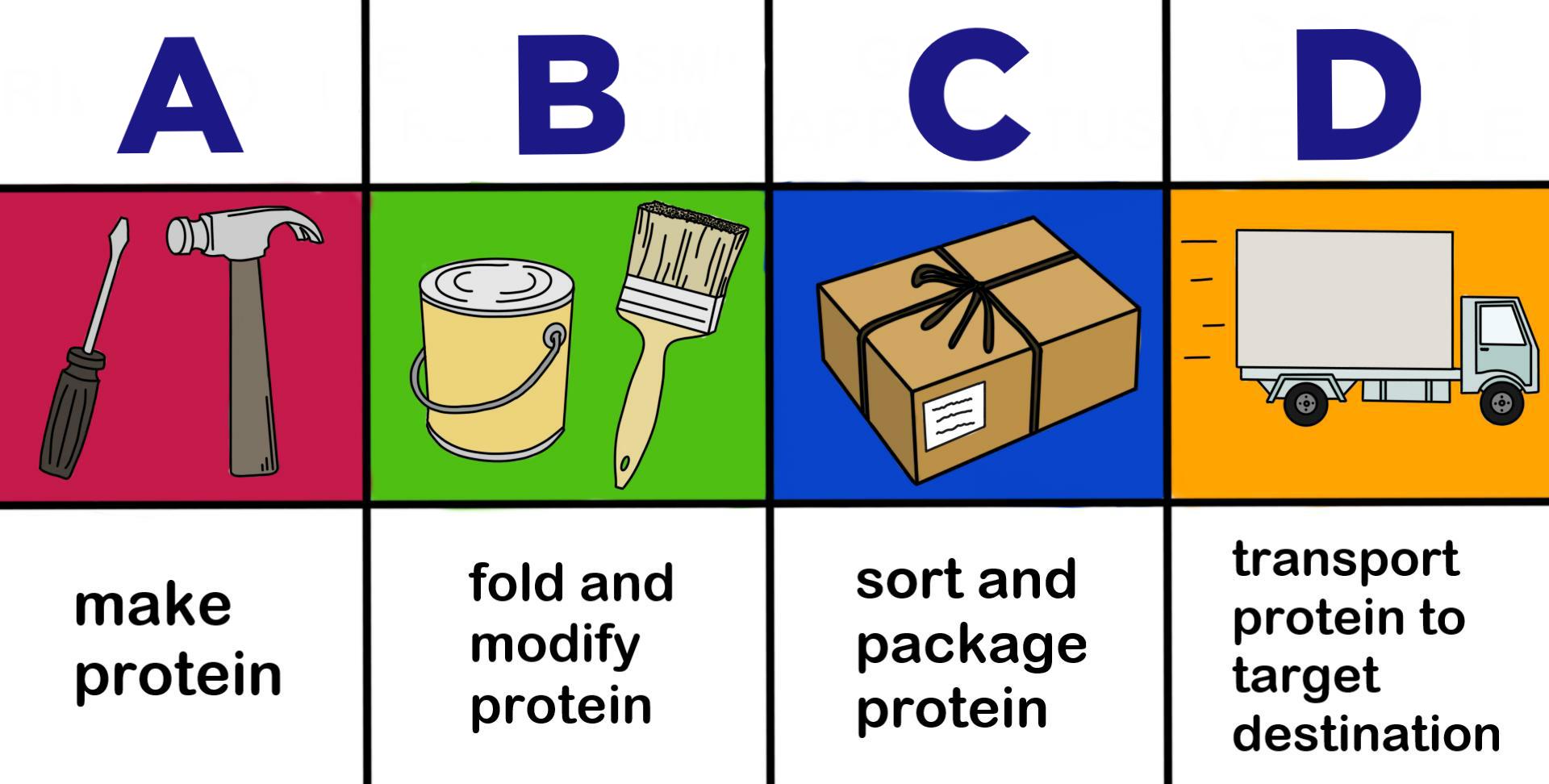 A shows a screwdriver and hammer and label that says make protein. B shows a paint can and brush and a label that says fold and modify protein. C shows a package and the label sort and package protein. D shows a truck and the label transport protein to target destination.