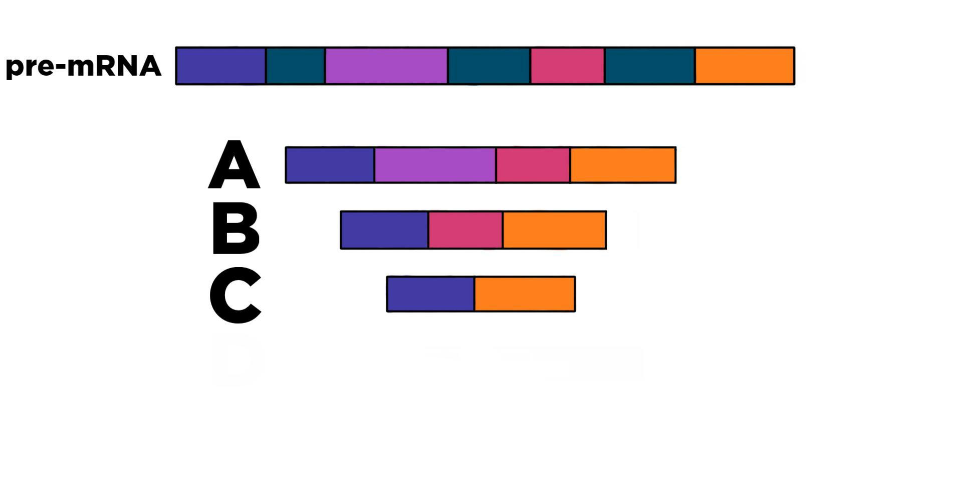 A pre-mRNA sequence with purple exon, intron, pink exon, intron, red exon, intron, and orange exon. A shows a strand with purple, pink, red, and orange, B has purple, red, and orange. C has purple and orange.