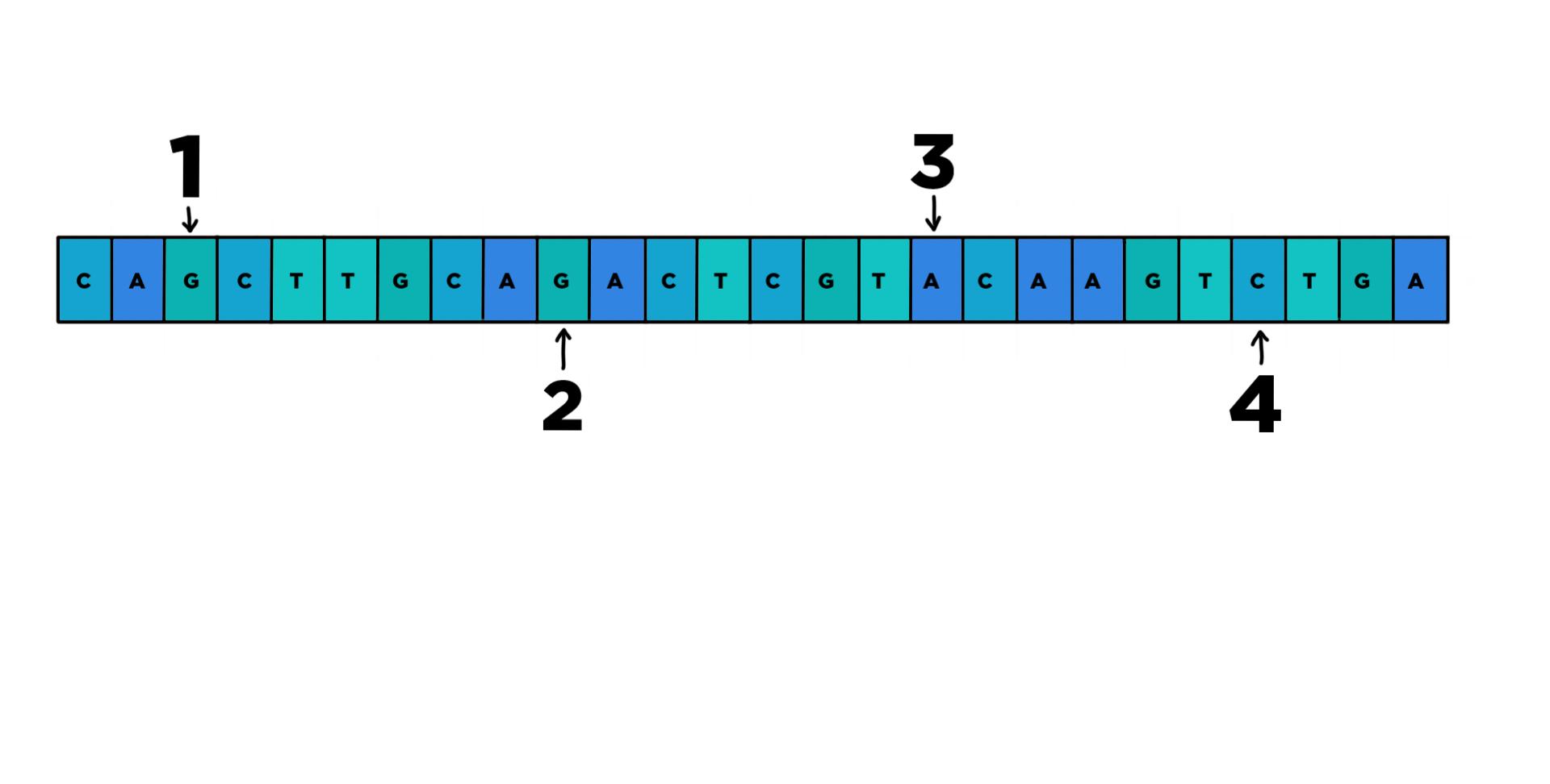 A DNA sequence with the mutations 1, 2, 3, and 4 in order from the beginning to the end of the sequence.