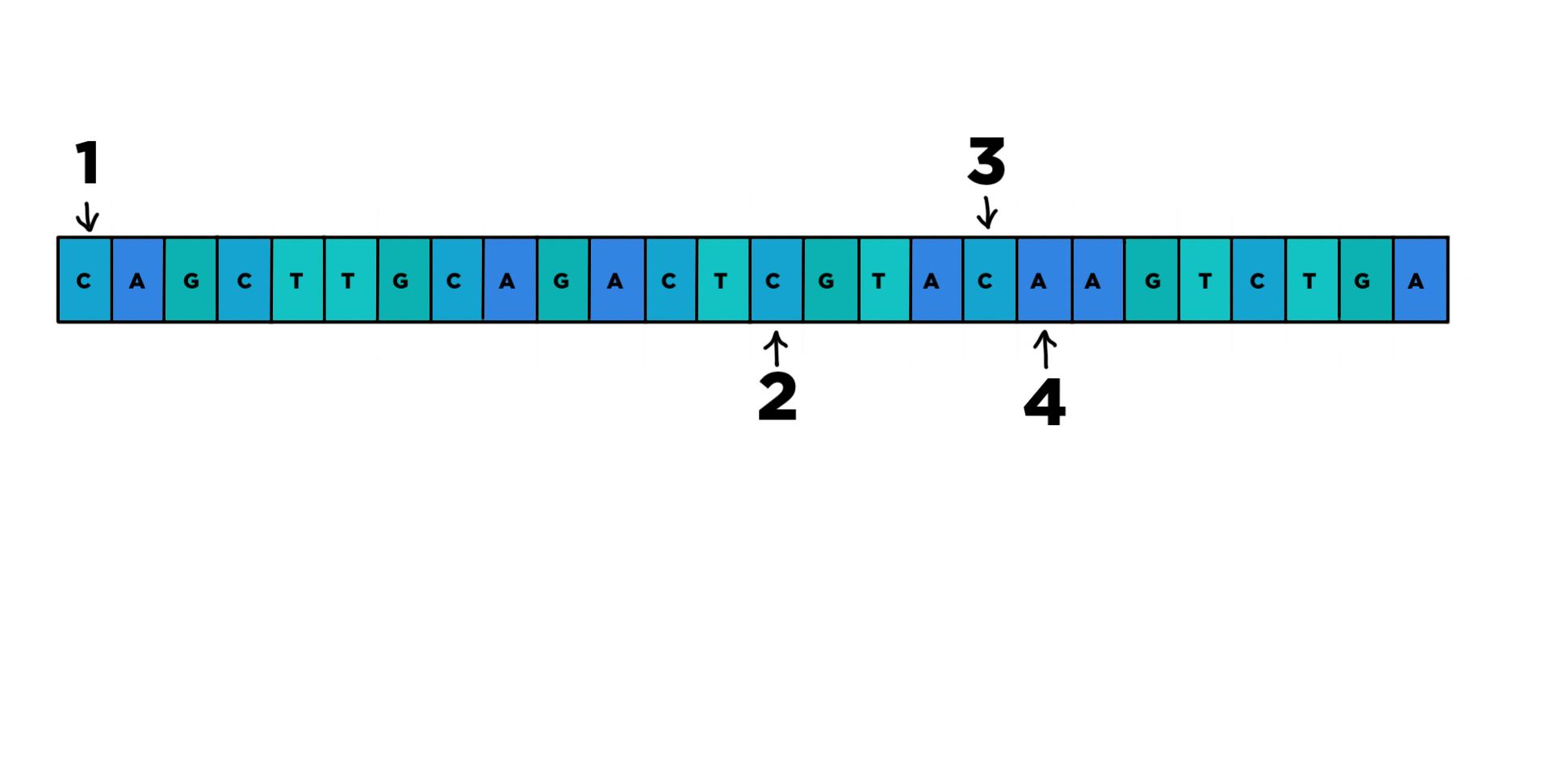 A DNA sequence with the mutations 1, 2 ,3 and 4 in order from the beginning of the sequence to the end.