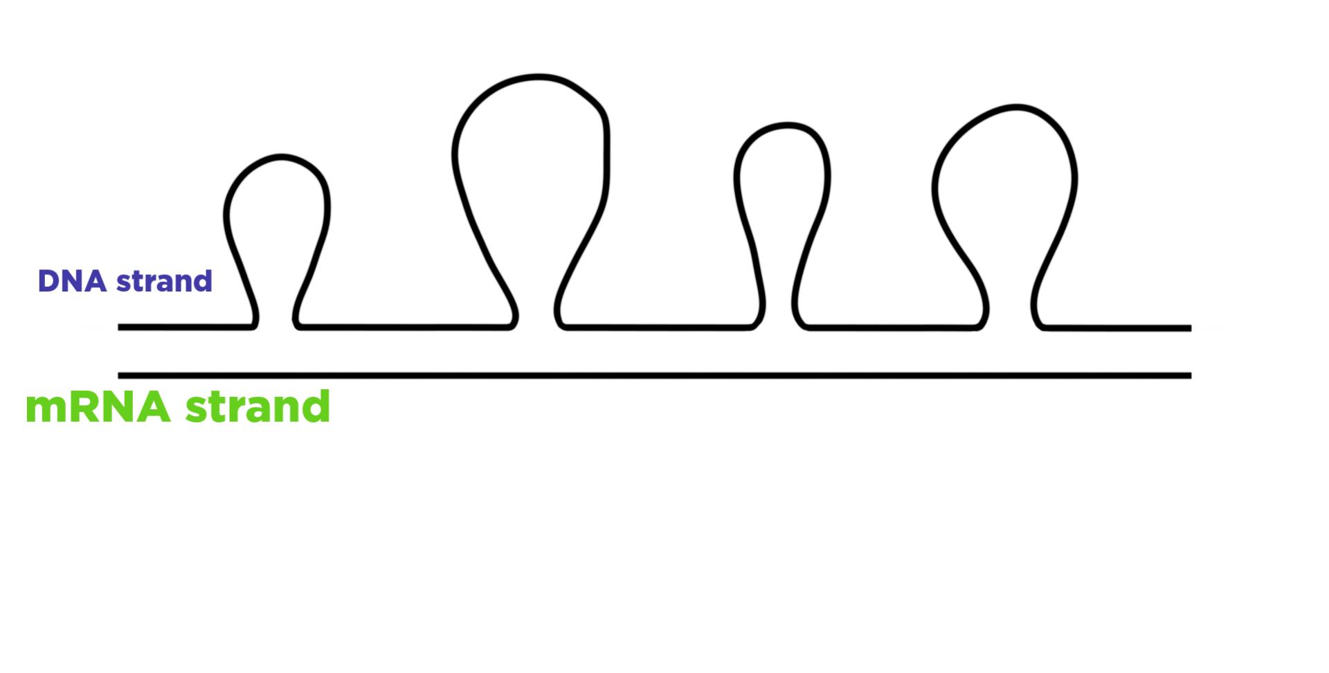 DNA strand bonded with its mRNA transcript. Parts of the DNA strand form loops that don't match the mRNA.